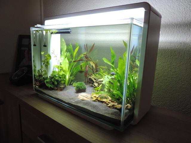 DSCN5480.jpg