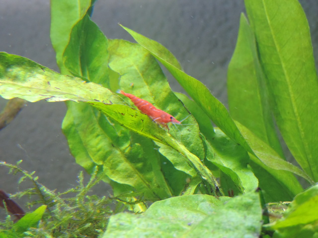 DSCN5516.jpg