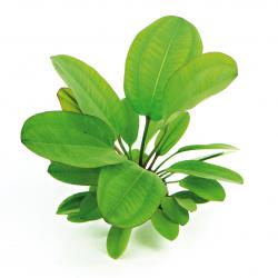 echinod-jungle-ster-nr-3-t-10-bijzonder-mooi.jpg