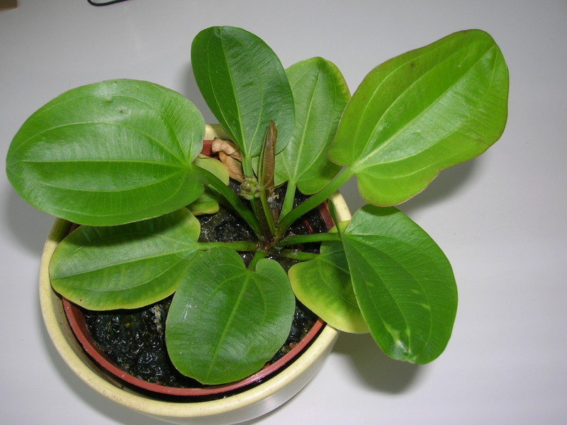 echinodorus.jpg