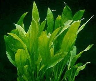 Echinodorus Paniculatus.jpg