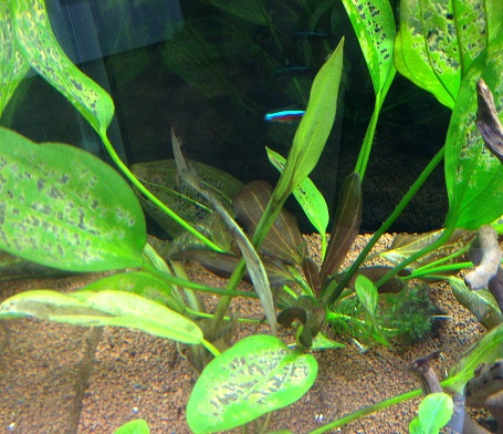 echinodorus_gaatjes_planten.jpg
