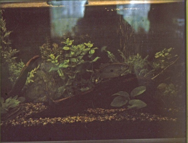 eerste aquarium (plm 1977).jpg