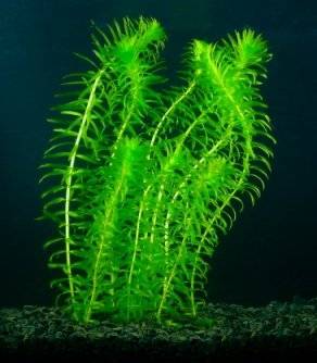 egaria dens.jpg
