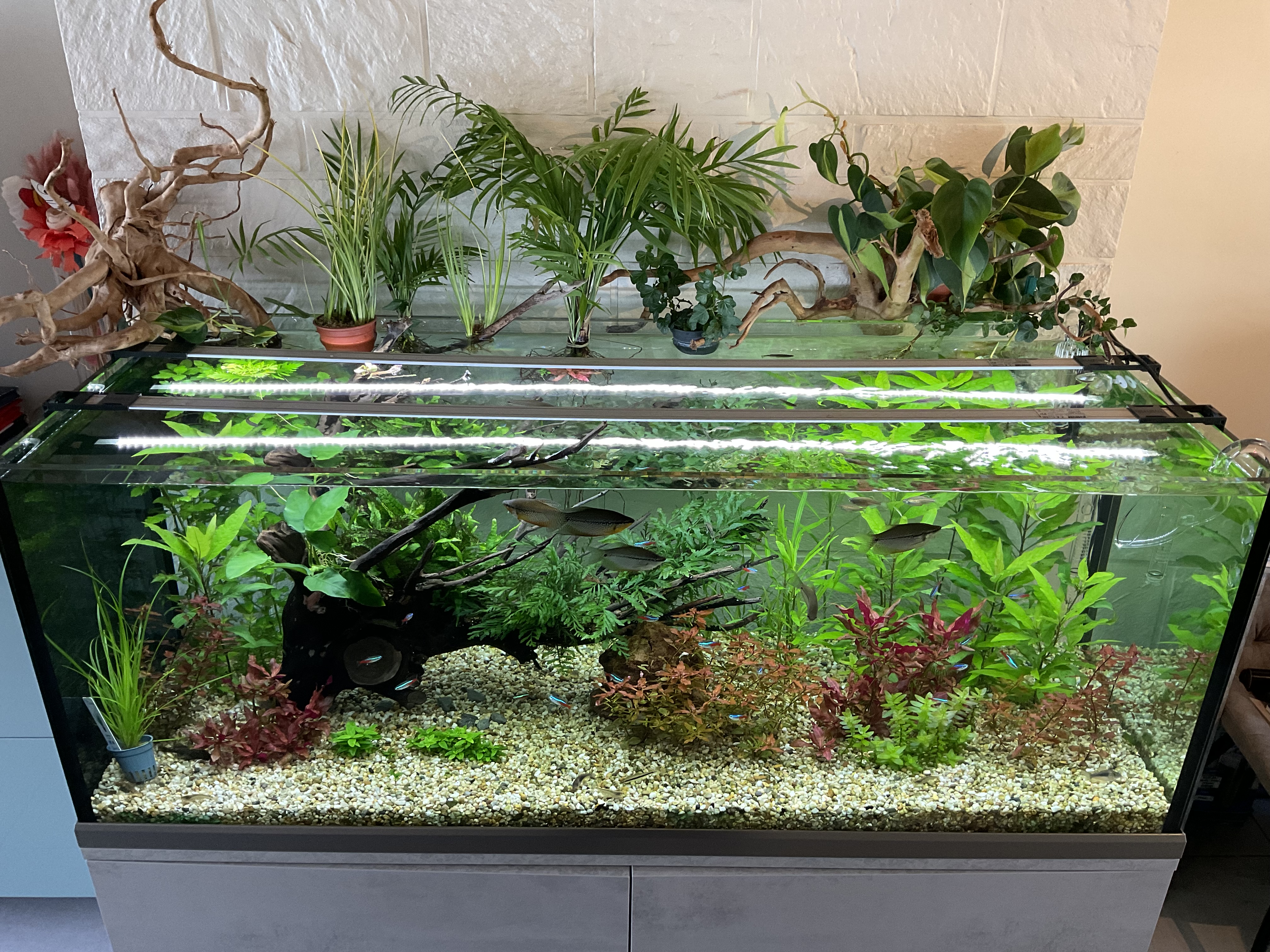 EHEIM aquarium.jpg