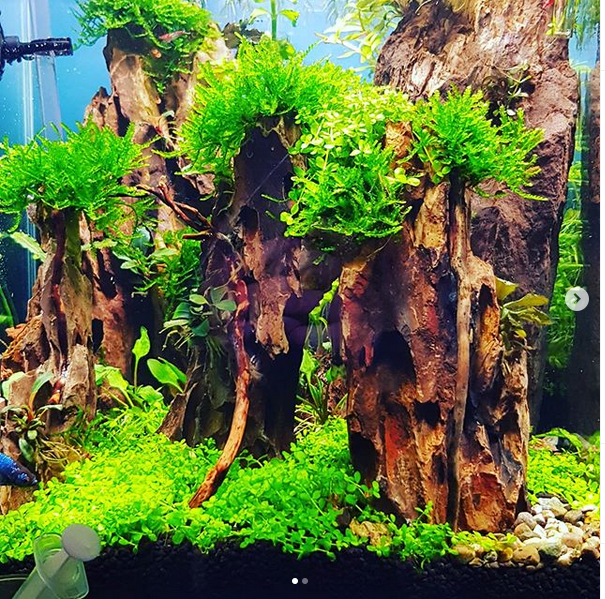 eigen aquarium.PNG
