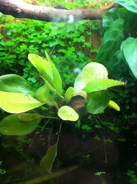 Elaphoglossum crinitum.jpg