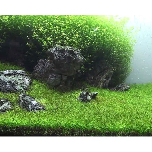 eleocharis1-mini-500x500[1].jpg