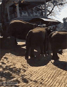 elephants-baby-elephants.gif