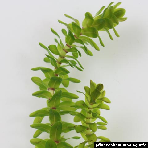 elodea-canadensis.jpg
