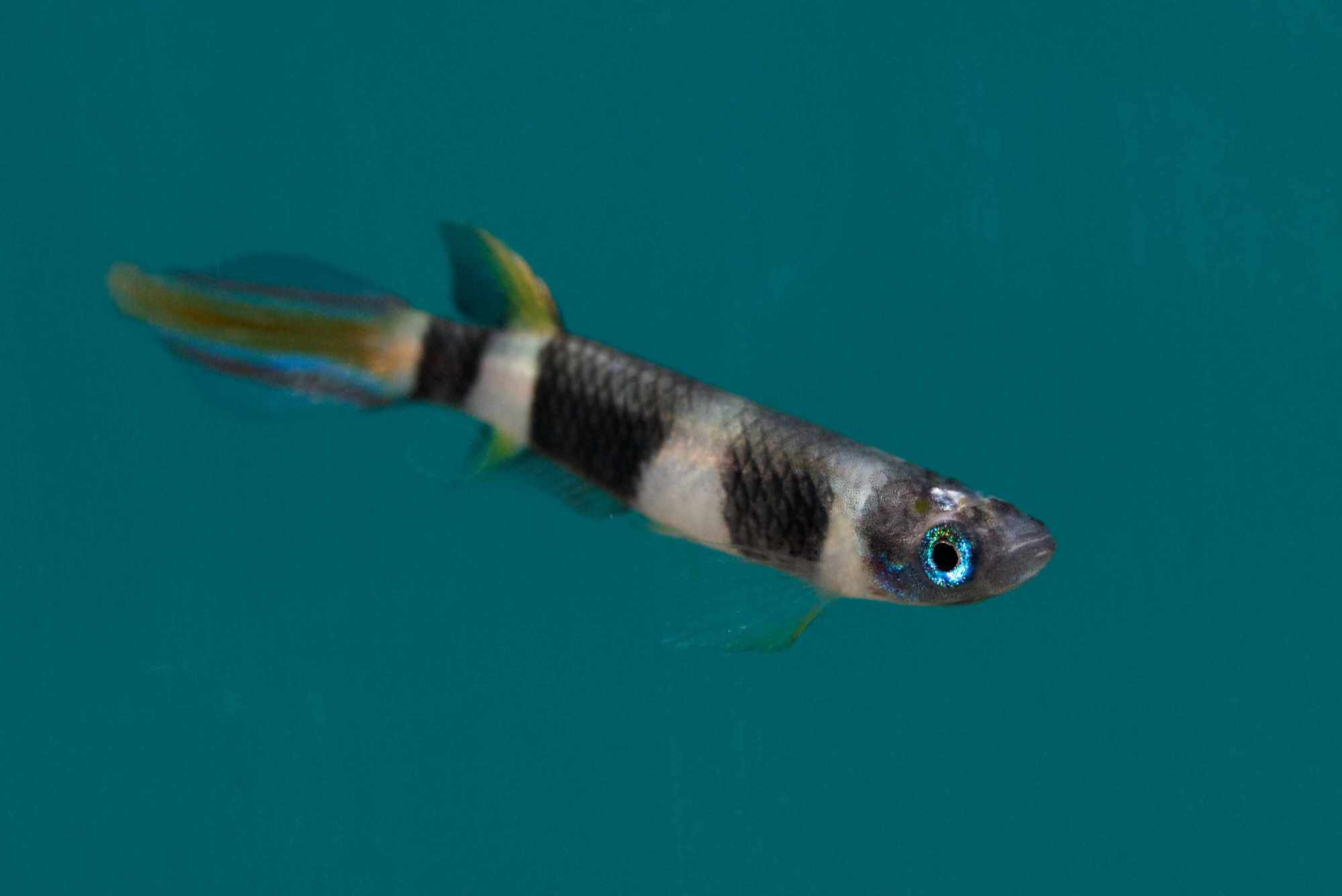 Epiplatys annulatus 4510.jpg