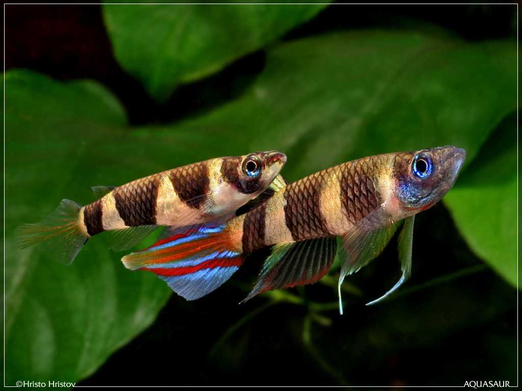 Epiplatys-annulatus.jpg