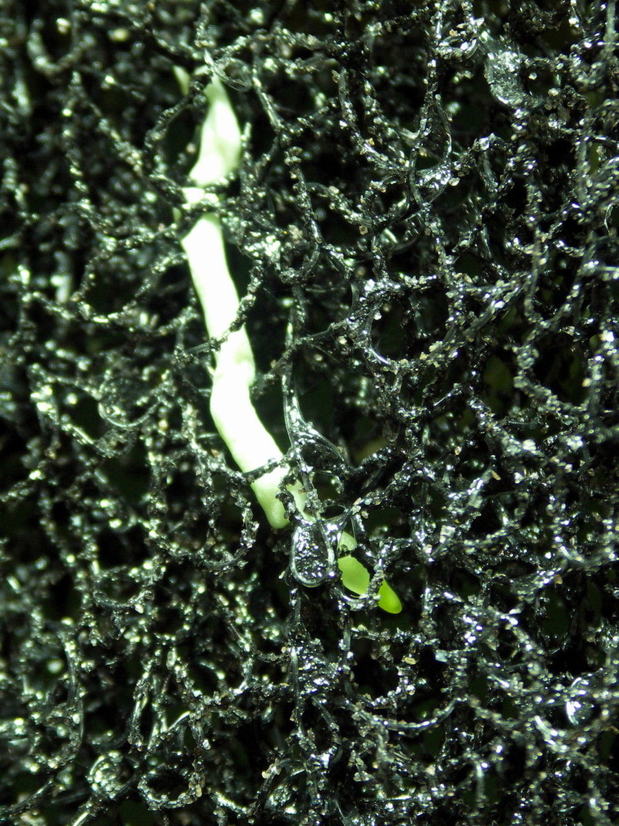 Epiweb_rot.jpg