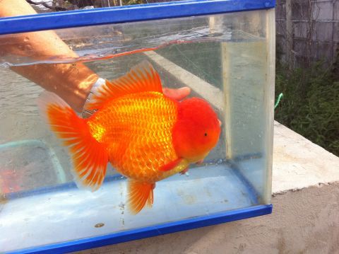 fan tail.jpg