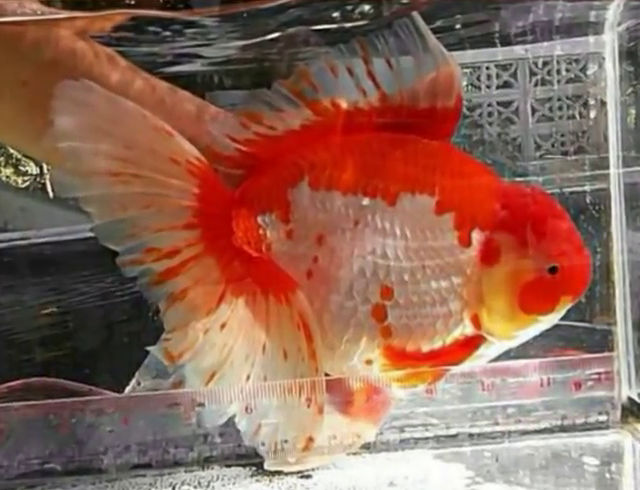 fan tail2.jpg