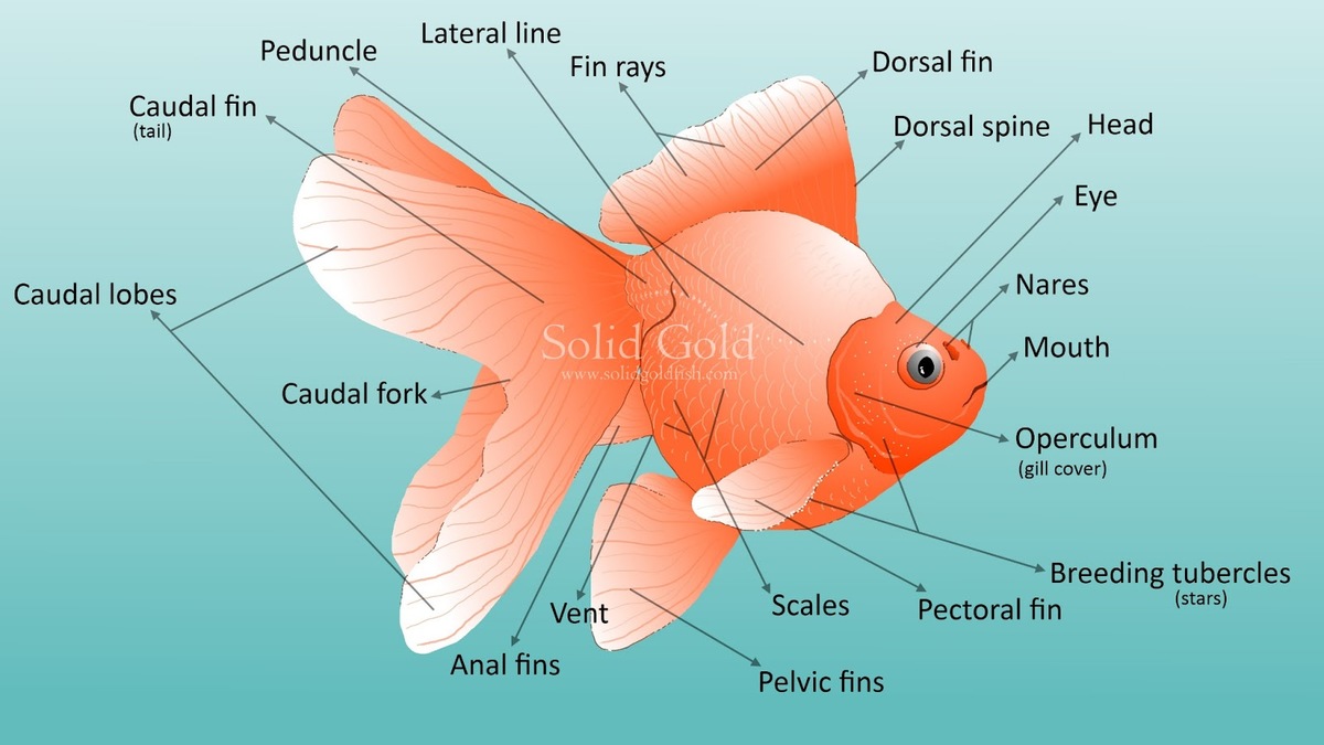 Fancy Goldfish anatomy.jpeg