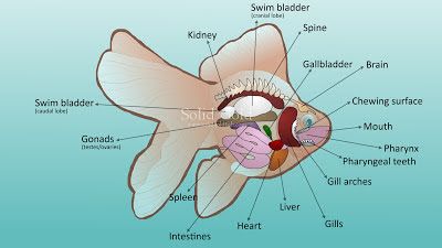 Fancy Goldfish anatomy2.jpeg