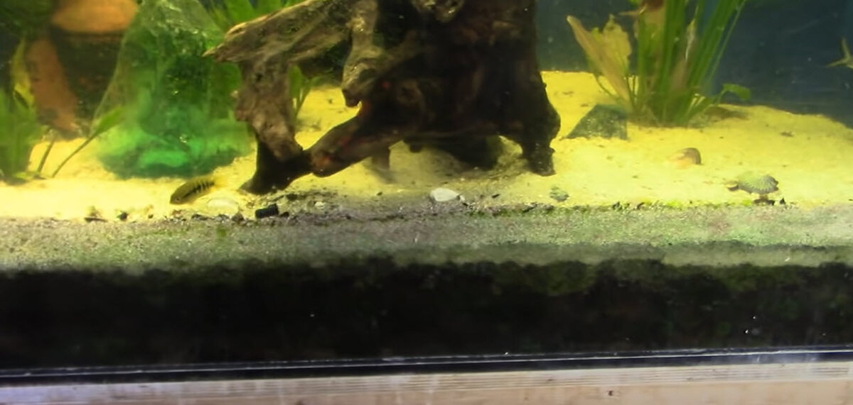 Father-Fish-Deep-Sand-Bed.jpg