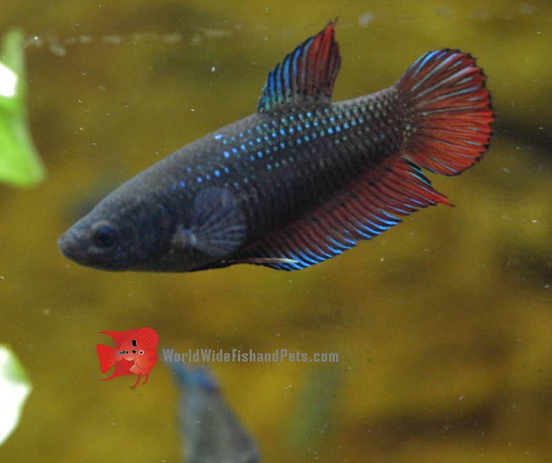 femaleBetta2-1-1-1.jpg