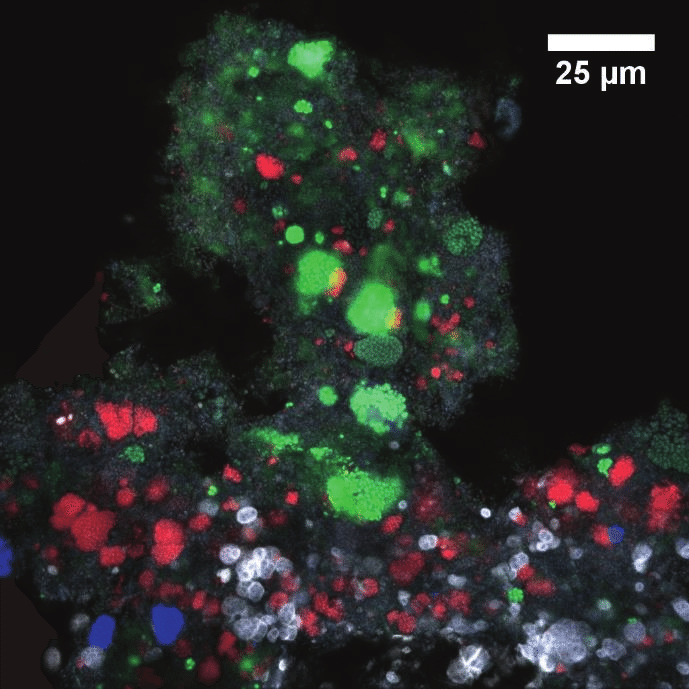 FISH-CLSM-picture-of-a-400m-thick-nitrifying-biofilm-Z400-carrier-showing.png