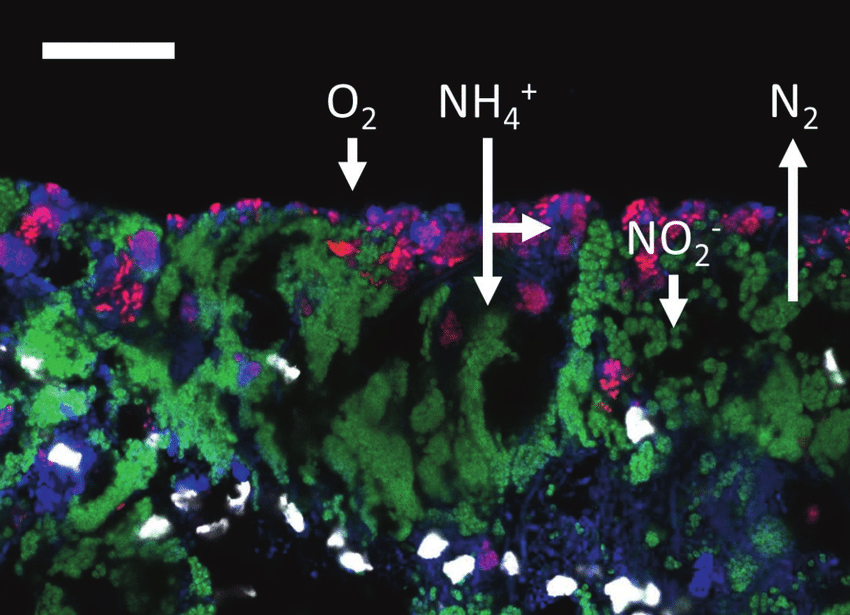 FISH-CLSM-picture-showing-biofilm-stratification-in-the-LTA-PNA-reactor-Bulk-water-is.png