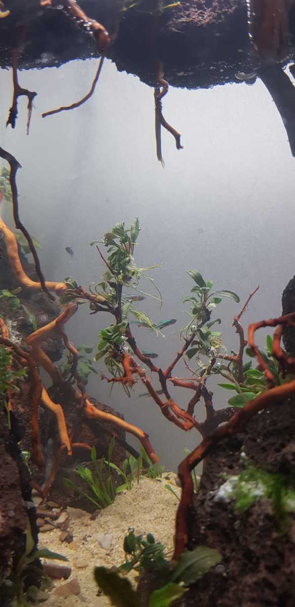 fish1.jpg