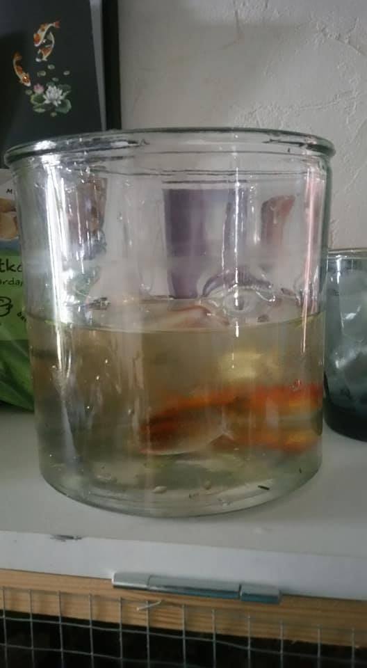 fishies found.jpg