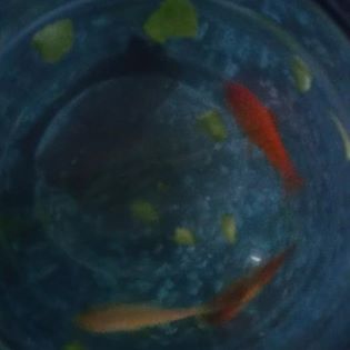 fishies in pot.jpg