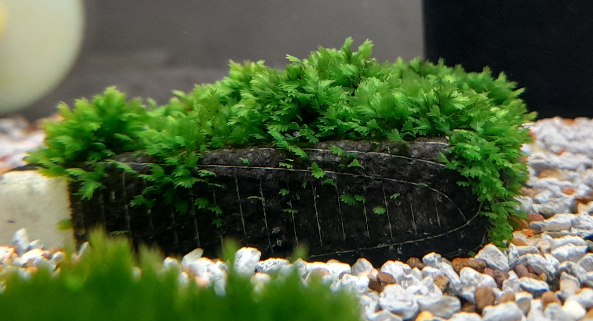 Fissidens Khao Sok.png