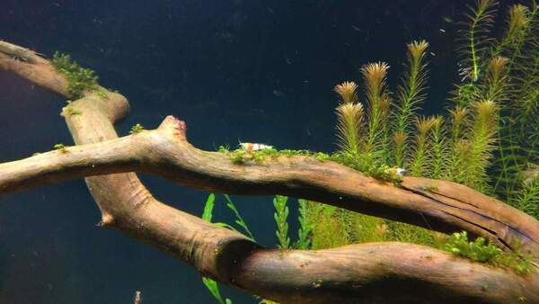 Fissidens op hout.jpg