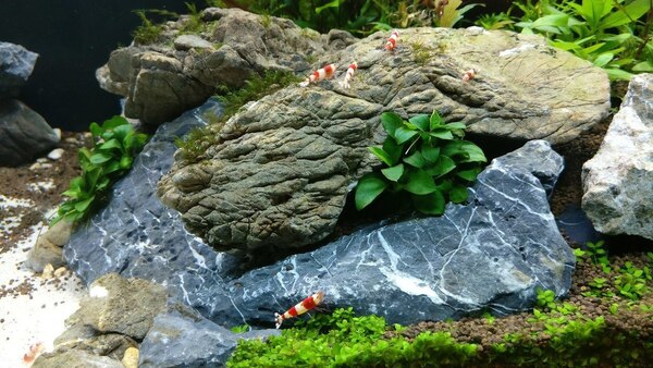 Fissidens op steen.jpg