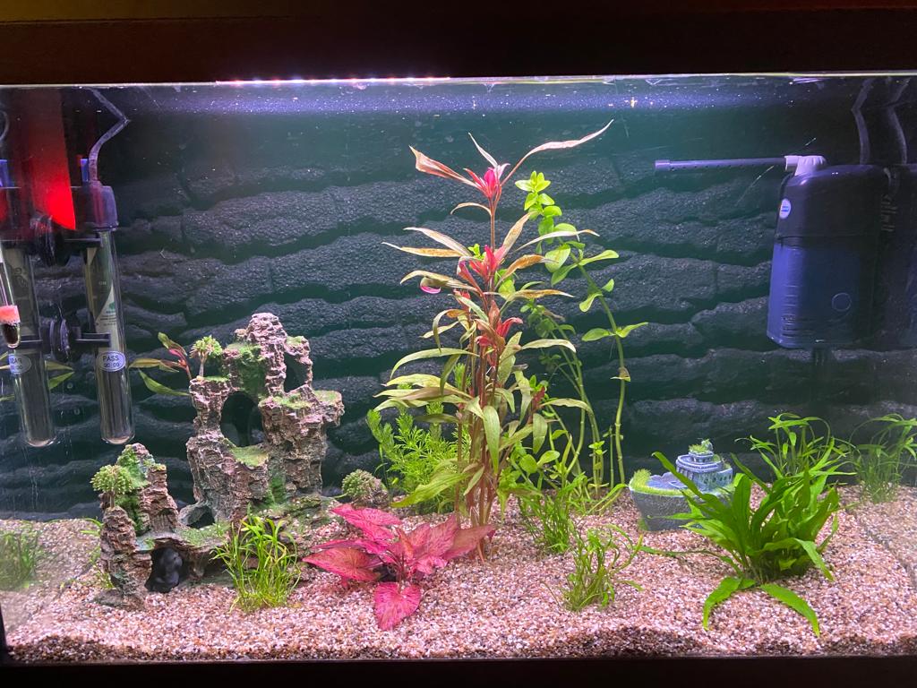 Te hoge GH in 60 liter aquarium AquaForum