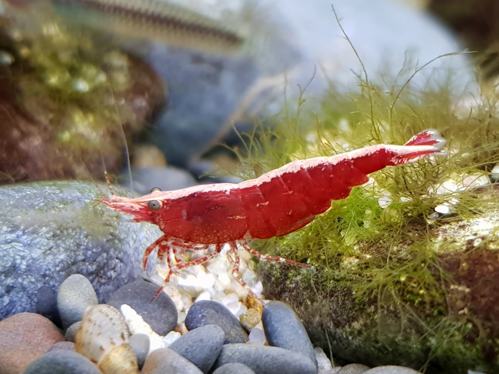 Foto's telefoon 580 (1024x768).jpg