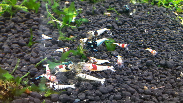 fpLrWQFePFgnQBhicHCArV99F9IA4dXt.jpeg fpLrWQFePFgnQBhicHCArV99F9IA4dXt.jpeg