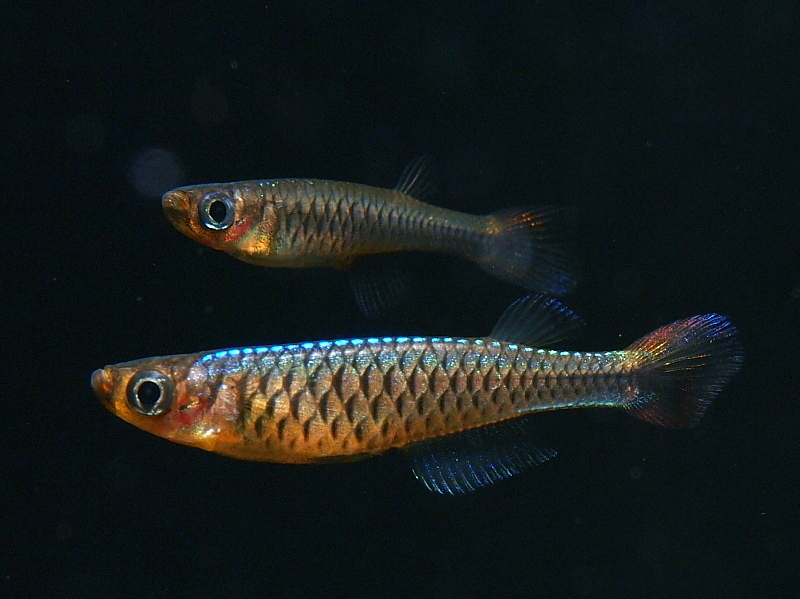 fwkillifishe1525783734.jpg