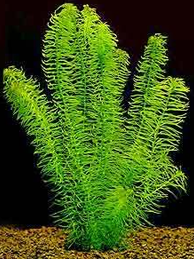 garnalen-aquarium-planten-waterpest.png