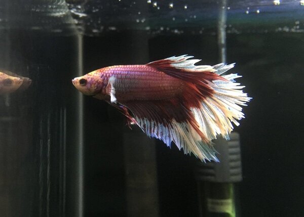 gevolg bactopur direct 3.jpg