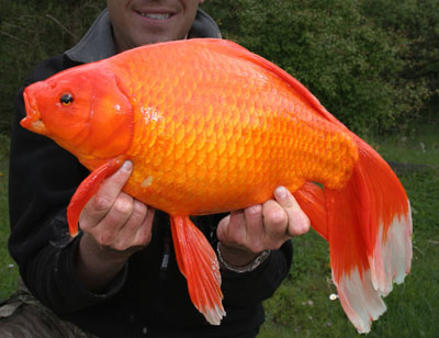 giant-goldfish-kaempe_guldfisk.jpg