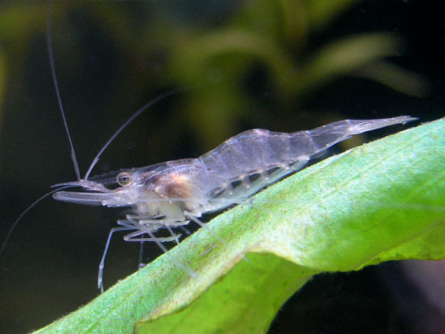 gk_shrimp_macrobrachium_lanchesterii01.jpg