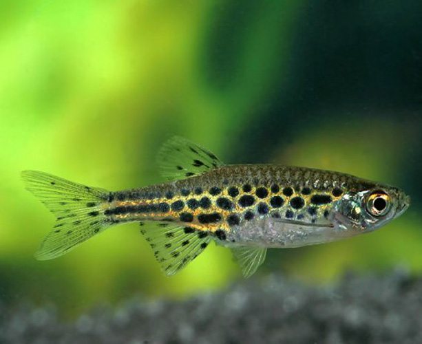 Gold-Ring-Danio.jpg