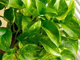 golden pothos.jpg