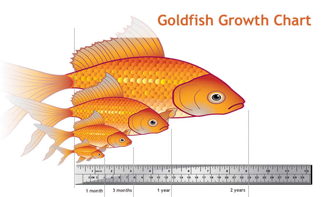 Goldfish Grow Chart.jpg