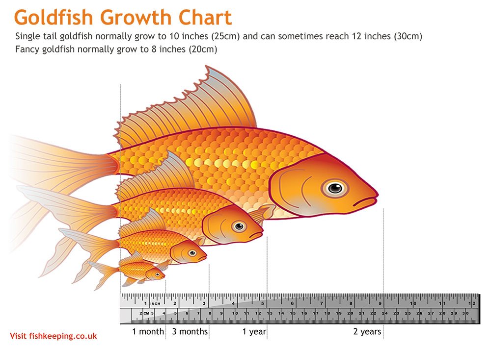 goldfish-size-chart-3017526154.jpg