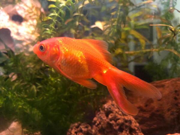 Goldfish1.jpeg
