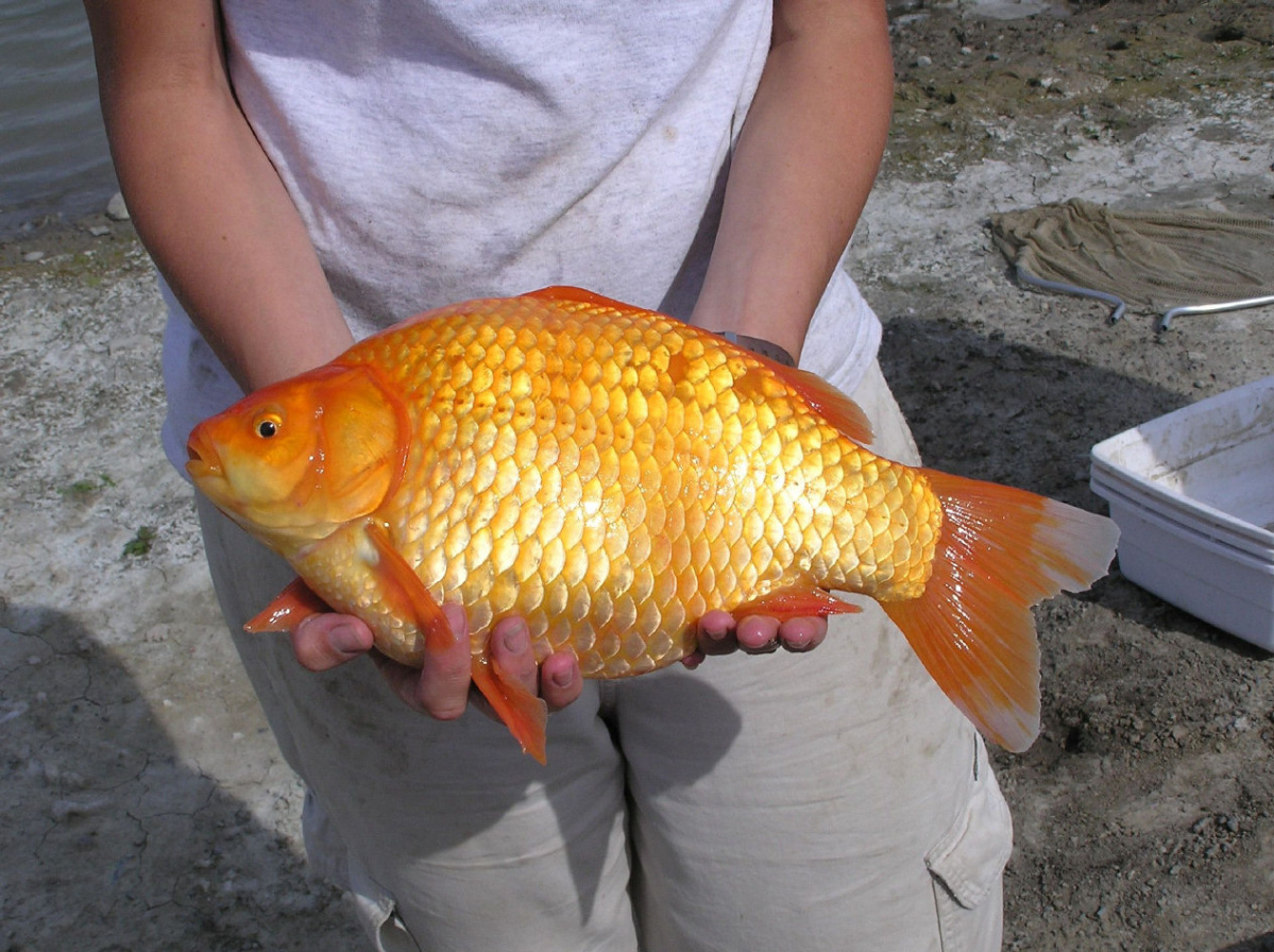 goldfish5.jpg