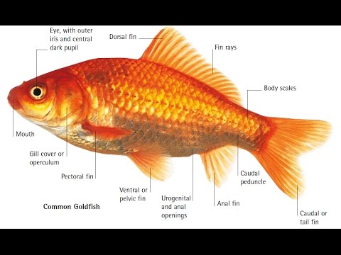 Goudvis anatomie buitenkant.jpeg