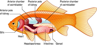 Goudvis anatomie.jpeg