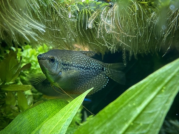 Gourami#2.jpeg