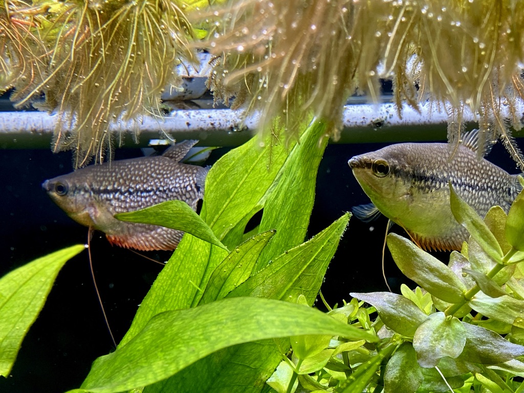 Gourami.jpeg