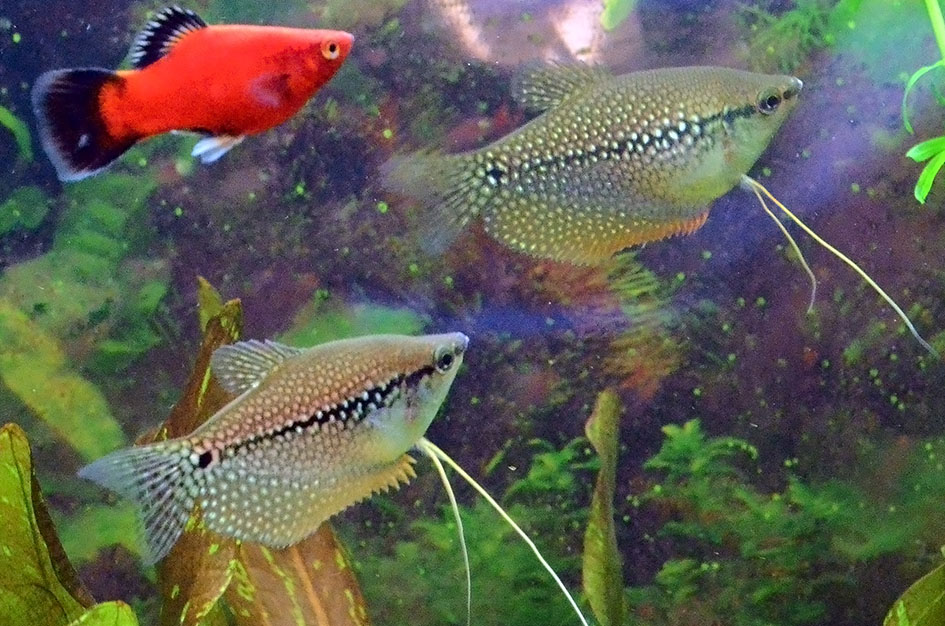 gouramis.jpg